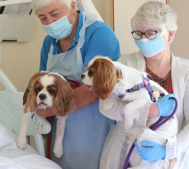 Staff bringing in Jan's two Cavalier King Charles Spaniels Monty and Rowley to see her