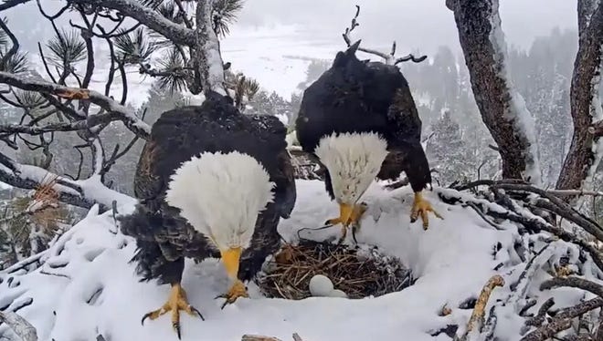 Bald eagles Jackie and Shadow watch over 2nd egg in Big Bear