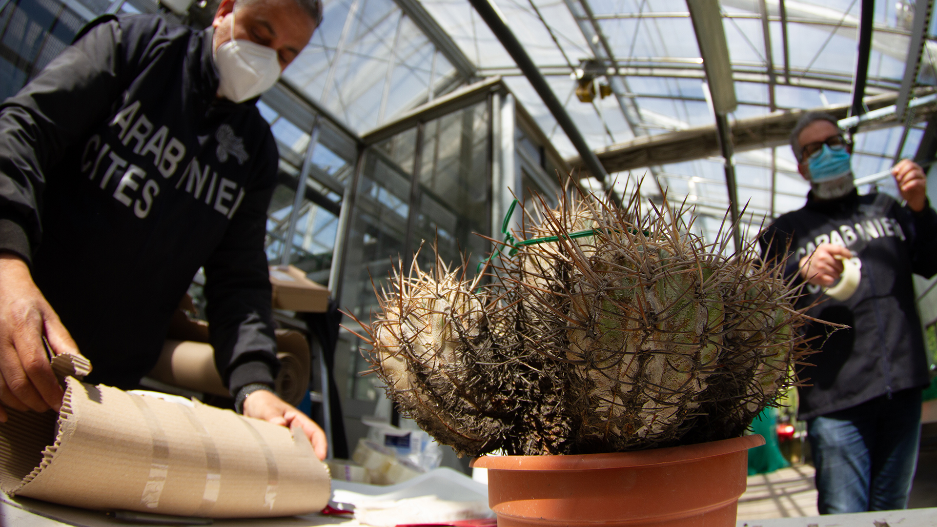 $1.2 million worth of rare, stolen cactuses confiscated and returned to Chile | Live Science