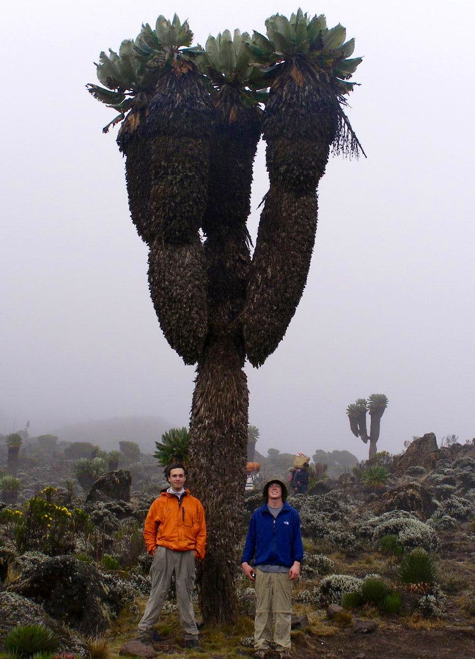 Giant Groundsels: The Prehistoric plants of Mount Kilimanjaro