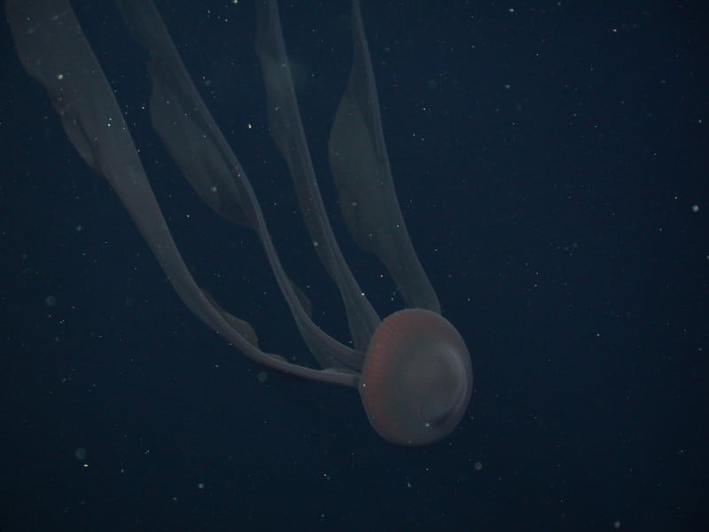 giant phantom jellyfish