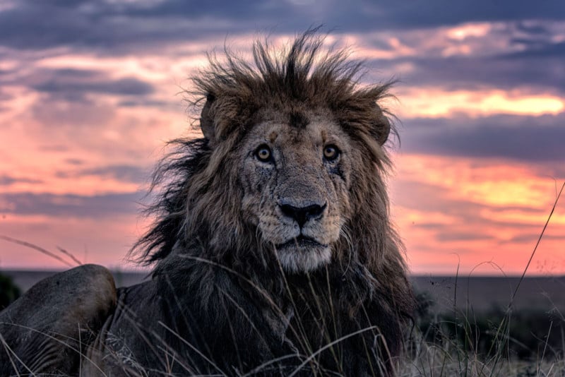 A photo of Morani, the oldest lion in Kenya